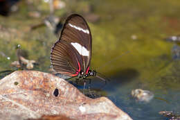 Image of Heliconius wallacei Reakirt 1866