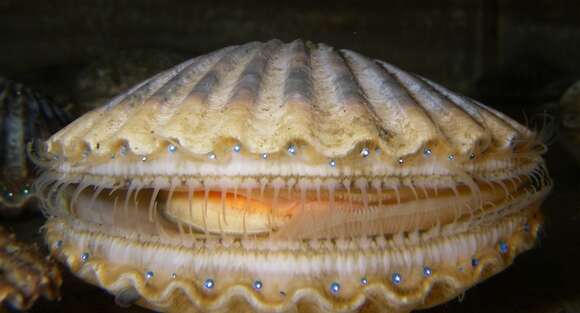 Image of Common scallop