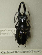 صورة Cantharolethrus luxerii (Buquet 1843)