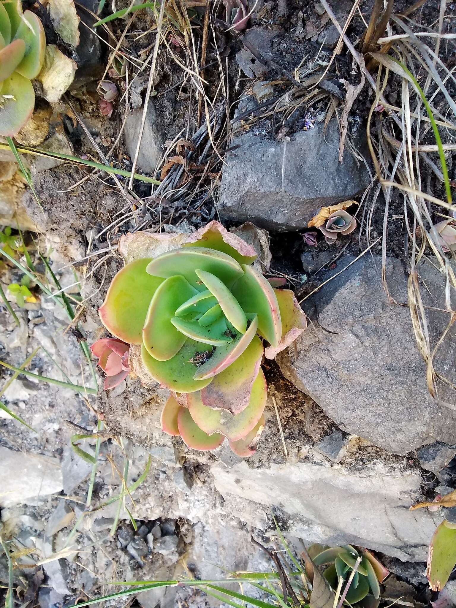 Image of Echeveria pallida Walther