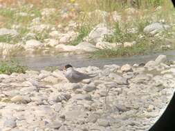 Image of Black-fronted Tern