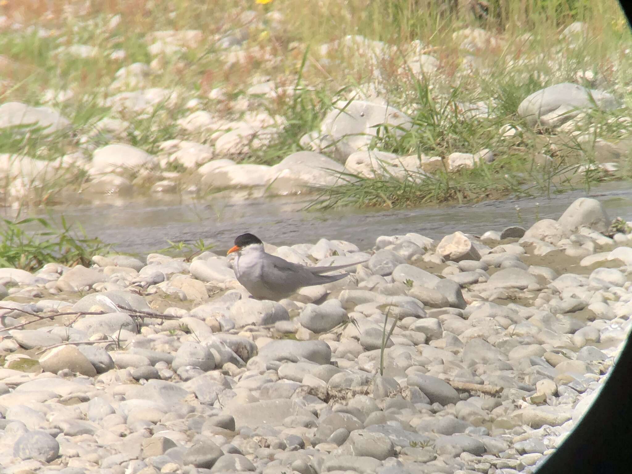 Image of Black-fronted Tern