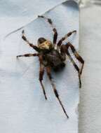 Image of Angulate & Roundshouldered Orbweaver