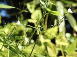 Rhinacanthus nasutus (L.) Kuntze resmi