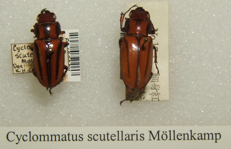 Image of Cyclommatus (Cyclommatinus) scutellaris Möllenkamp 1912