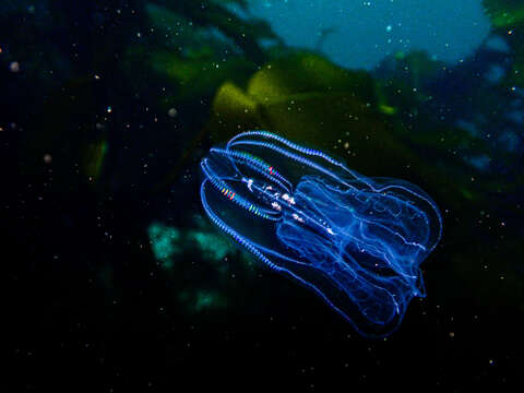 Image of common northern comb jelly