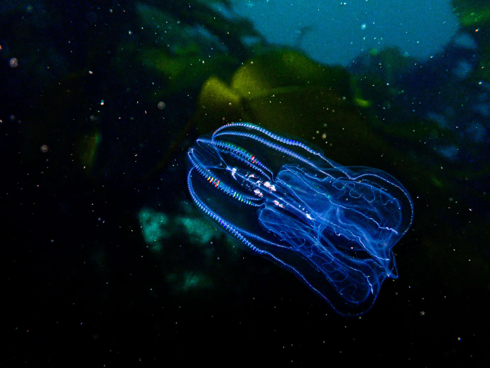 Image of common northern comb jelly