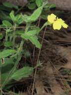 Image of Goodenia heterophylla subsp. eglandulosa R. Carolin