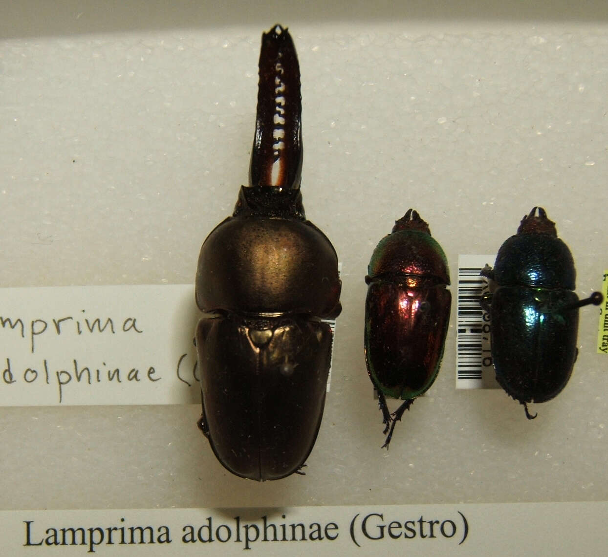 Image of Lamprima adolphinae (Gestro 1875)