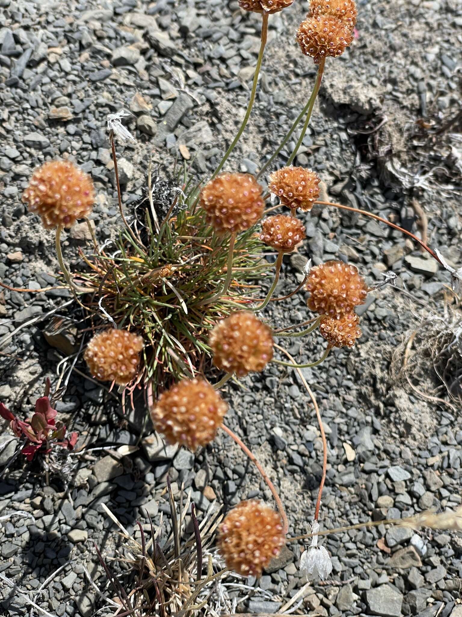 Image of Armeria maritima subsp. andina (Poeppig ex Boiss.) D. M. Moore & Yates