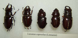 Lucanus (Pseudolucanus) capreolus (Linnaeus 1763)的圖片