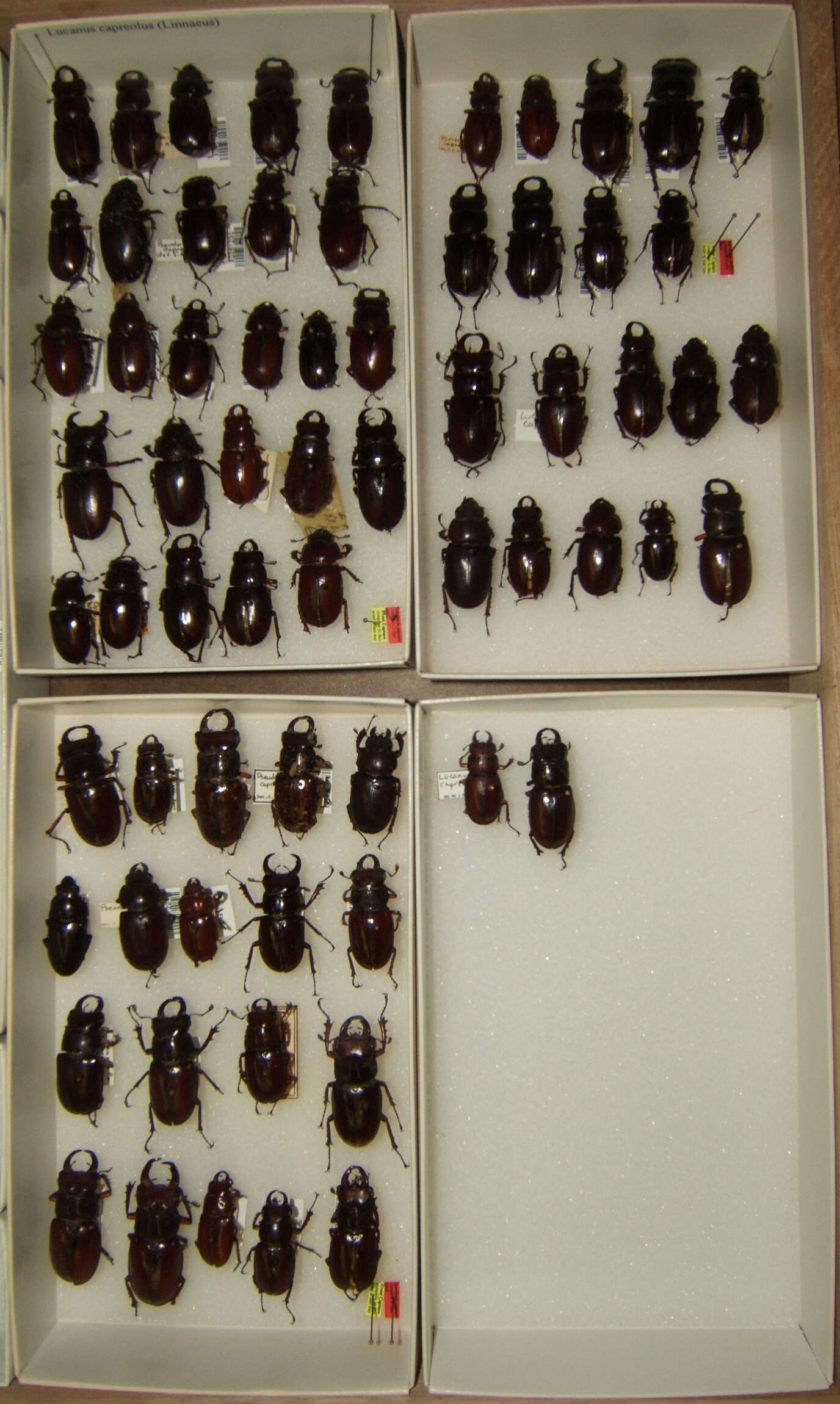 Lucanus (Pseudolucanus) capreolus (Linnaeus 1763)的圖片