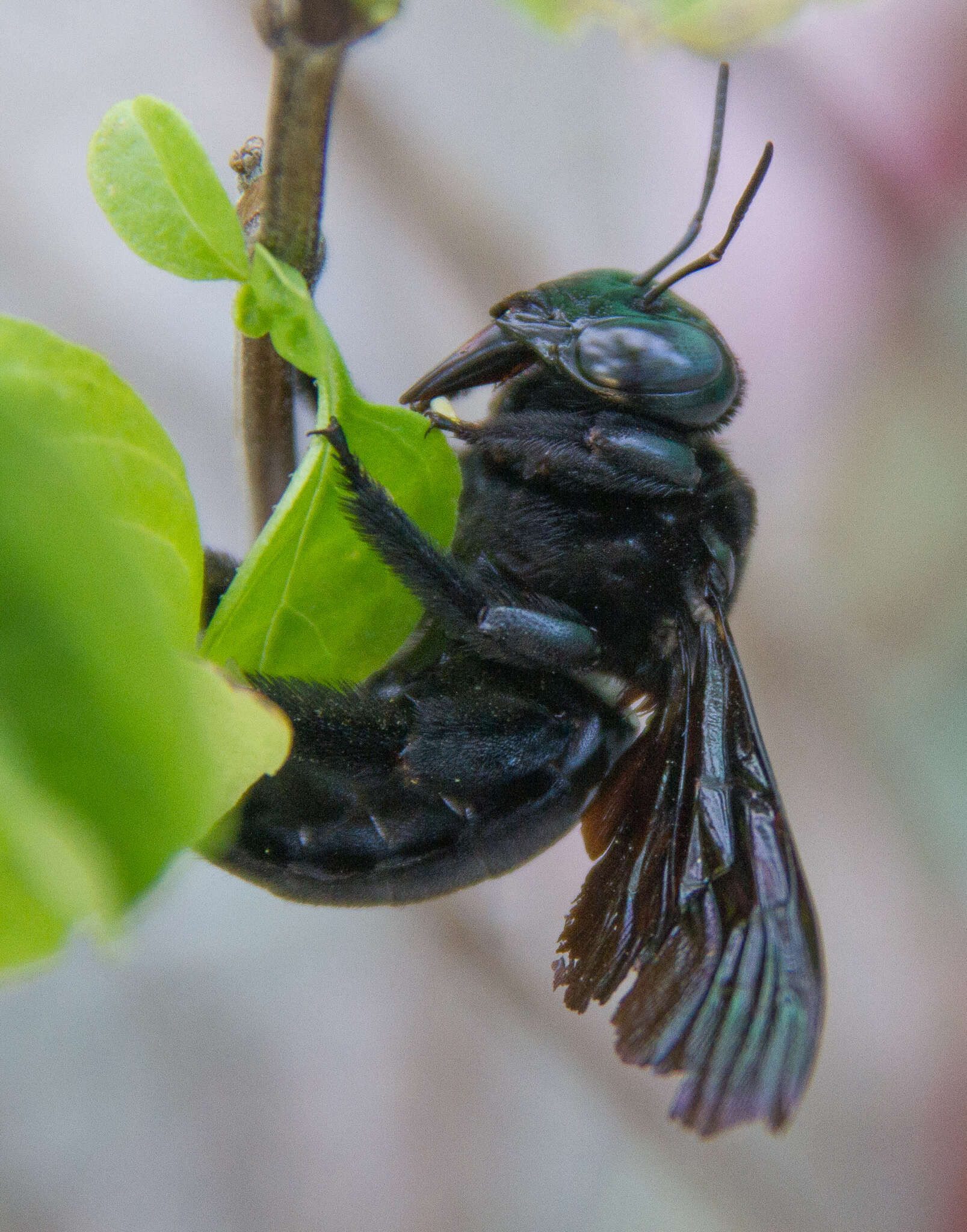 Plancia ëd Xylocopa perforator Smith 1861