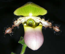 Image of Primrose Yellow Paphiopedilum