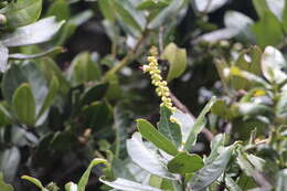 Image of Prunus buxifolia Koehne