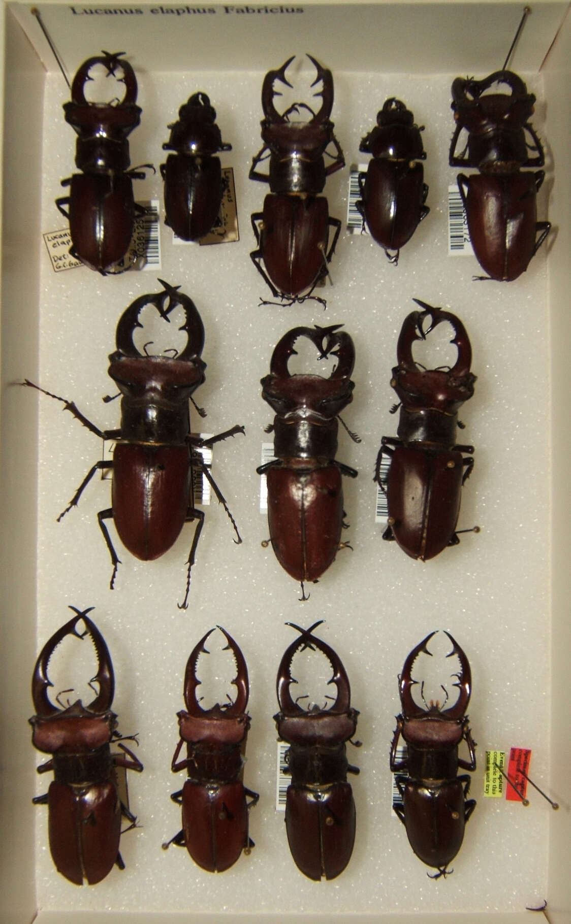 Lucanus elaphus Fabricius 1775的圖片