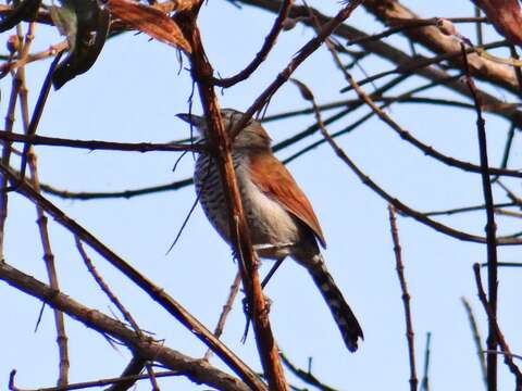 Image of Rufous-winged Antshrike