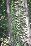 Image of Adenia cordifolia (Bl.) Engl.