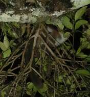 Image of Crossley's Dwarf Lemur