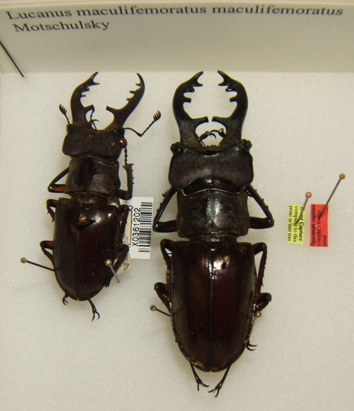 Image of Lucanus maculifemoratus Motschulsky 1861