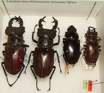 Image of Lucanus maculifemoratus Motschulsky 1861