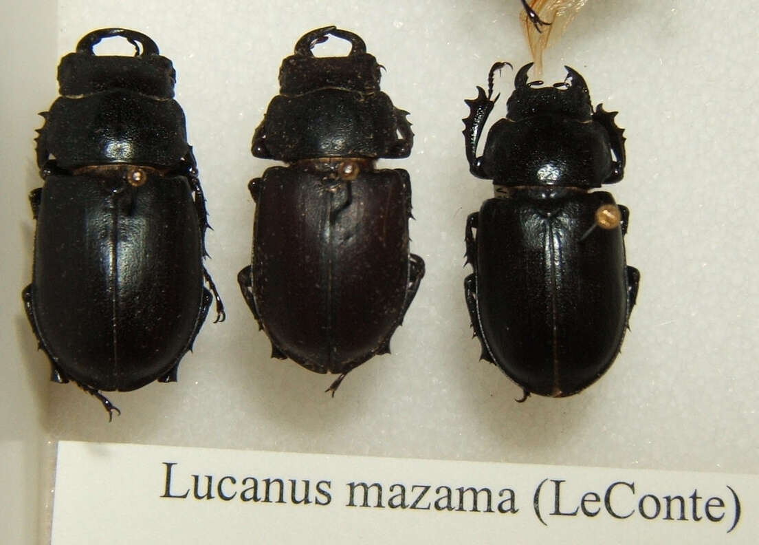 Lucanus (Pseudolucanus) mazama (Le Conte 1861)的圖片