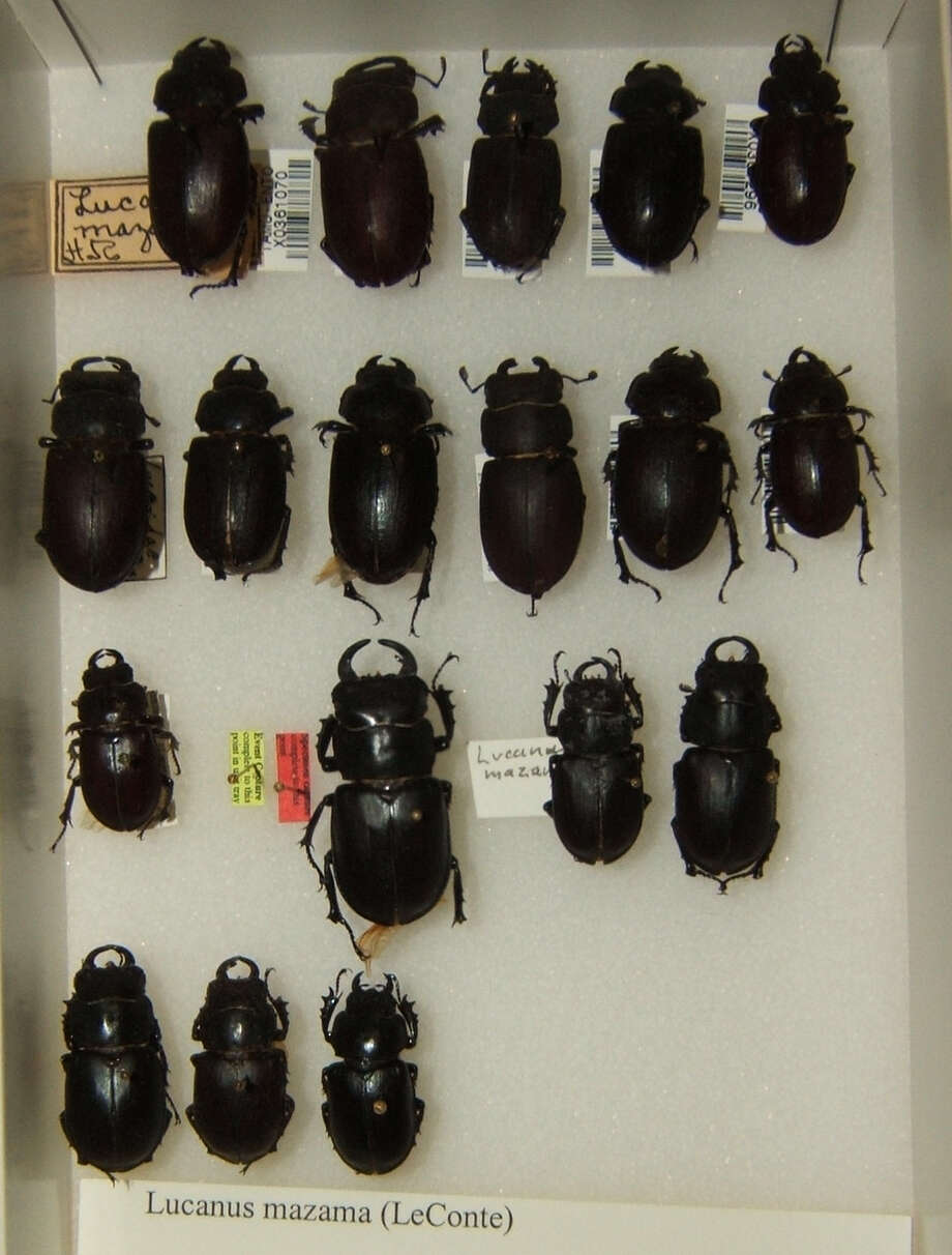 Lucanus (Pseudolucanus) mazama (Le Conte 1861)的圖片