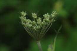 Angelica anomala subsp. sachalinensis (Maxim.) H. Ohba的圖片