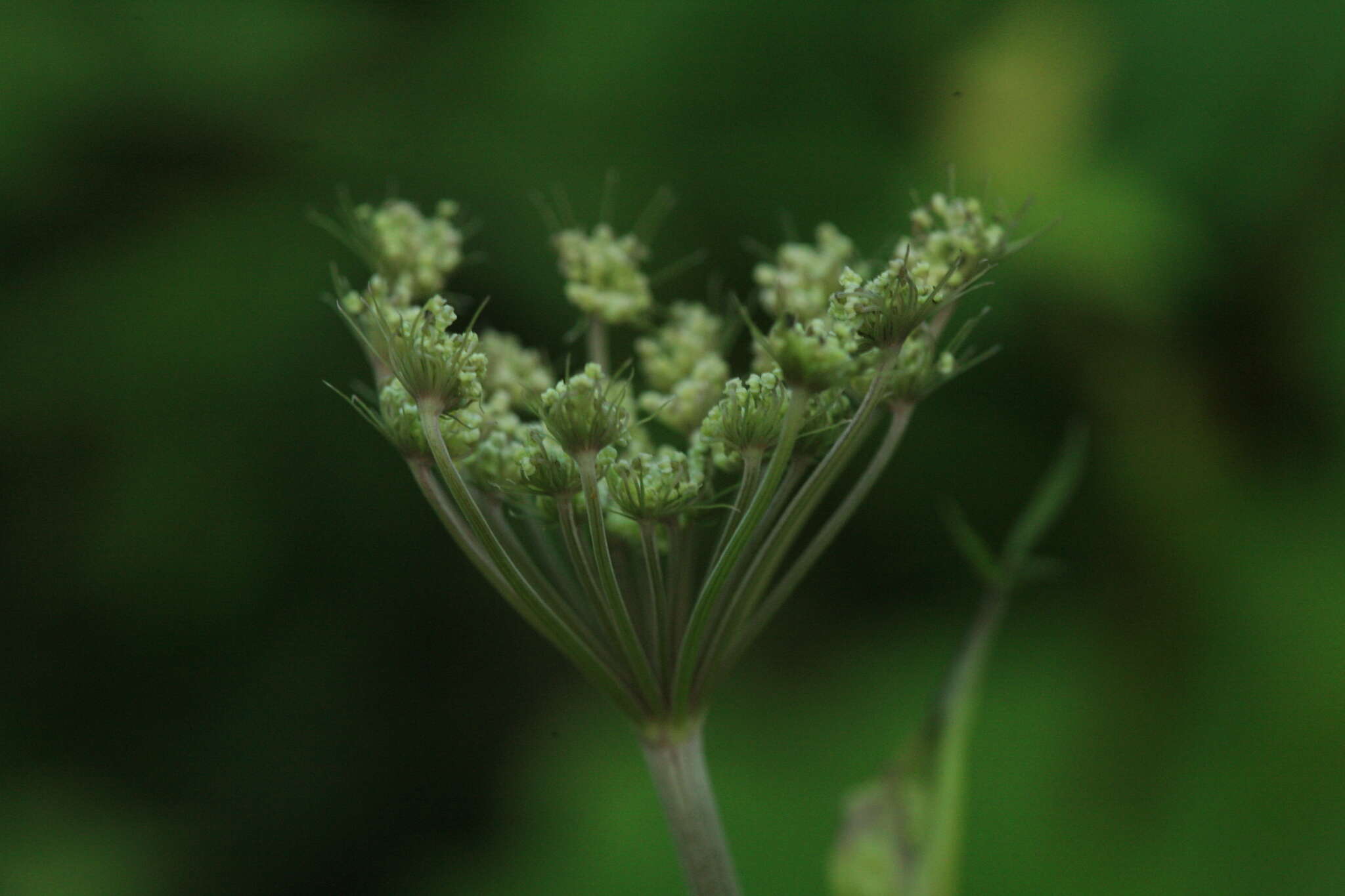 Слика од Angelica anomala subsp. sachalinensis (Maxim.) H. Ohba