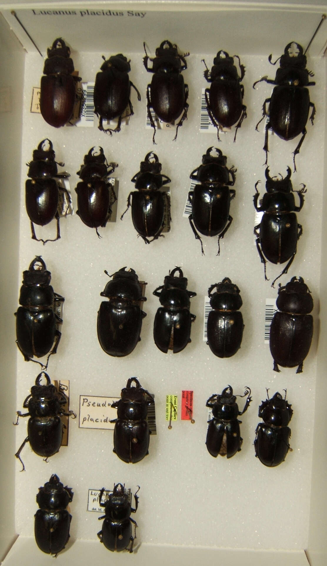 Lucanus placidus Say 1825的圖片