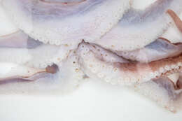 Image of spoonarm octopus