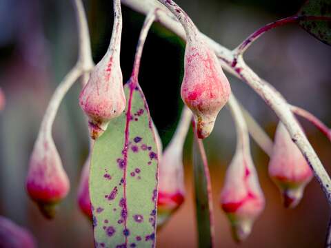 Слика од Eucalyptus caesia Benth.