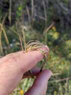 Plancia ëd Trachypogon spicatus (L. fil.) Kuntze