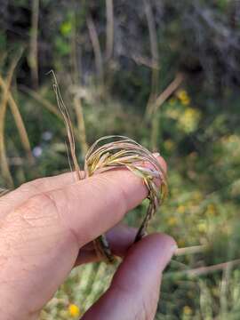 Imagem de Trachypogon spicatus (L. fil.) Kuntze