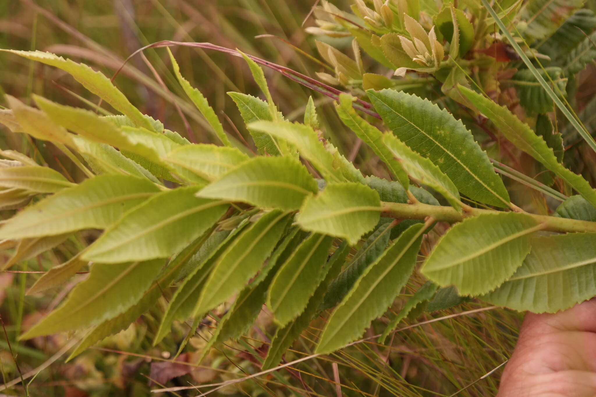 Image of Morella chimanimaniana Verdc. & Polhill