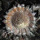 Image of Protea amplexicaulis (Salisb.) R. Br.