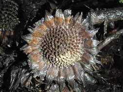 Image de Protea amplexicaulis (Salisb.) R. Br.