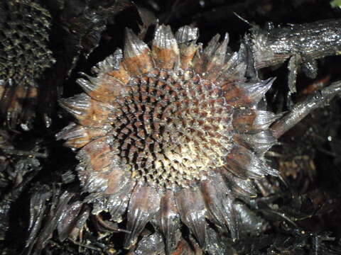 Plancia ëd Protea amplexicaulis (Salisb.) R. Br.