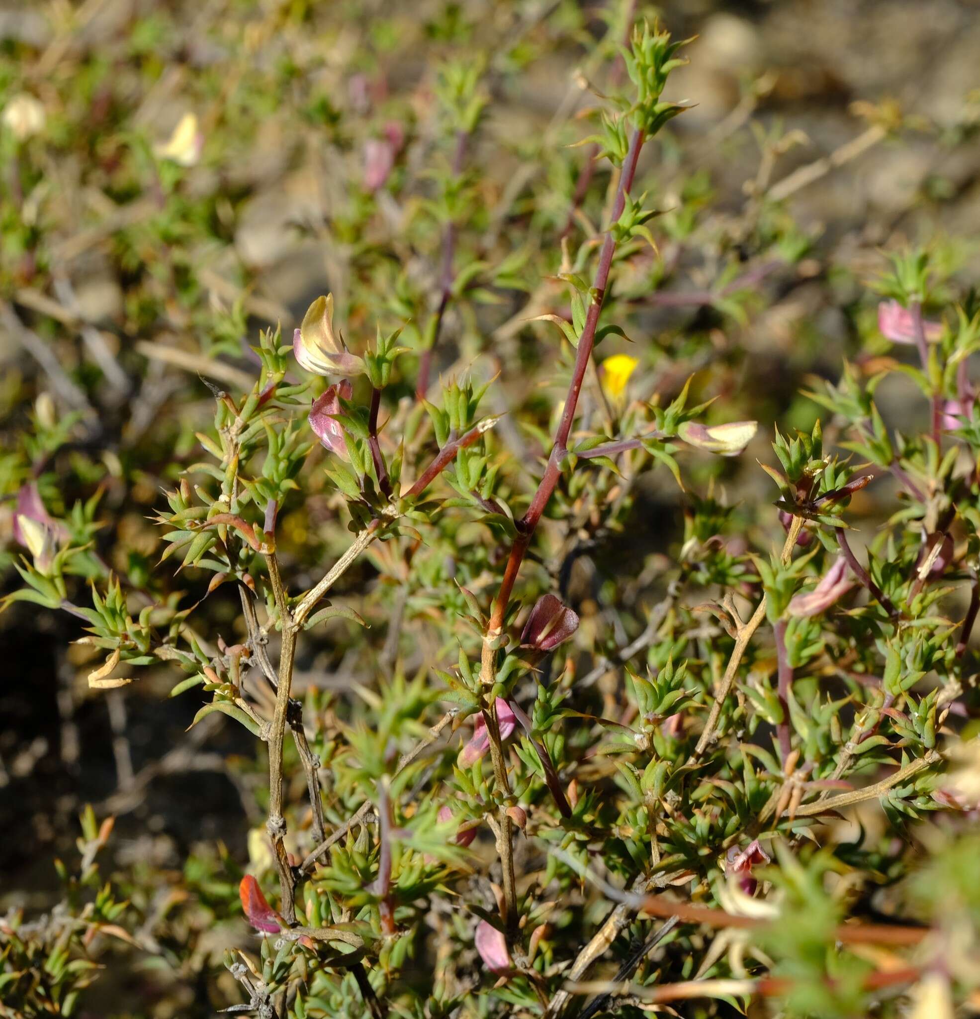 Image of Aspalathus aristata Compton