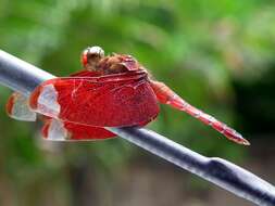 Image of Black Stream Glider