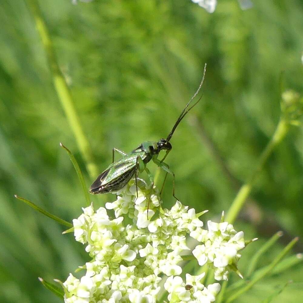 Sivun Ilnacora malina (Uhler 1877) kuva