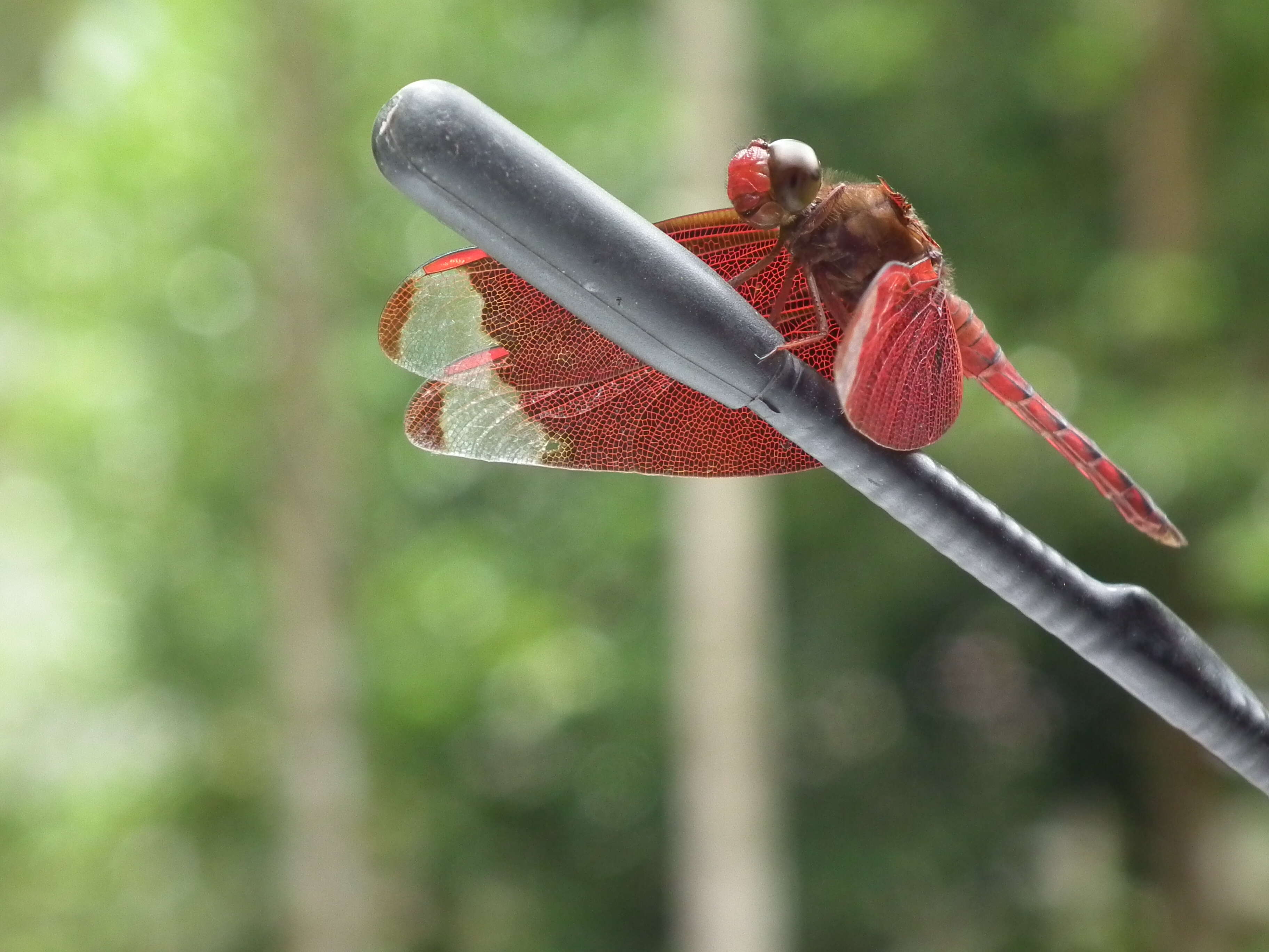 Image of Black Stream Glider