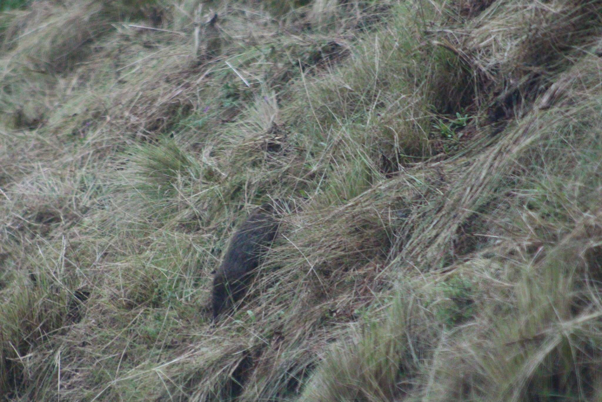 Image of volcano rabbit