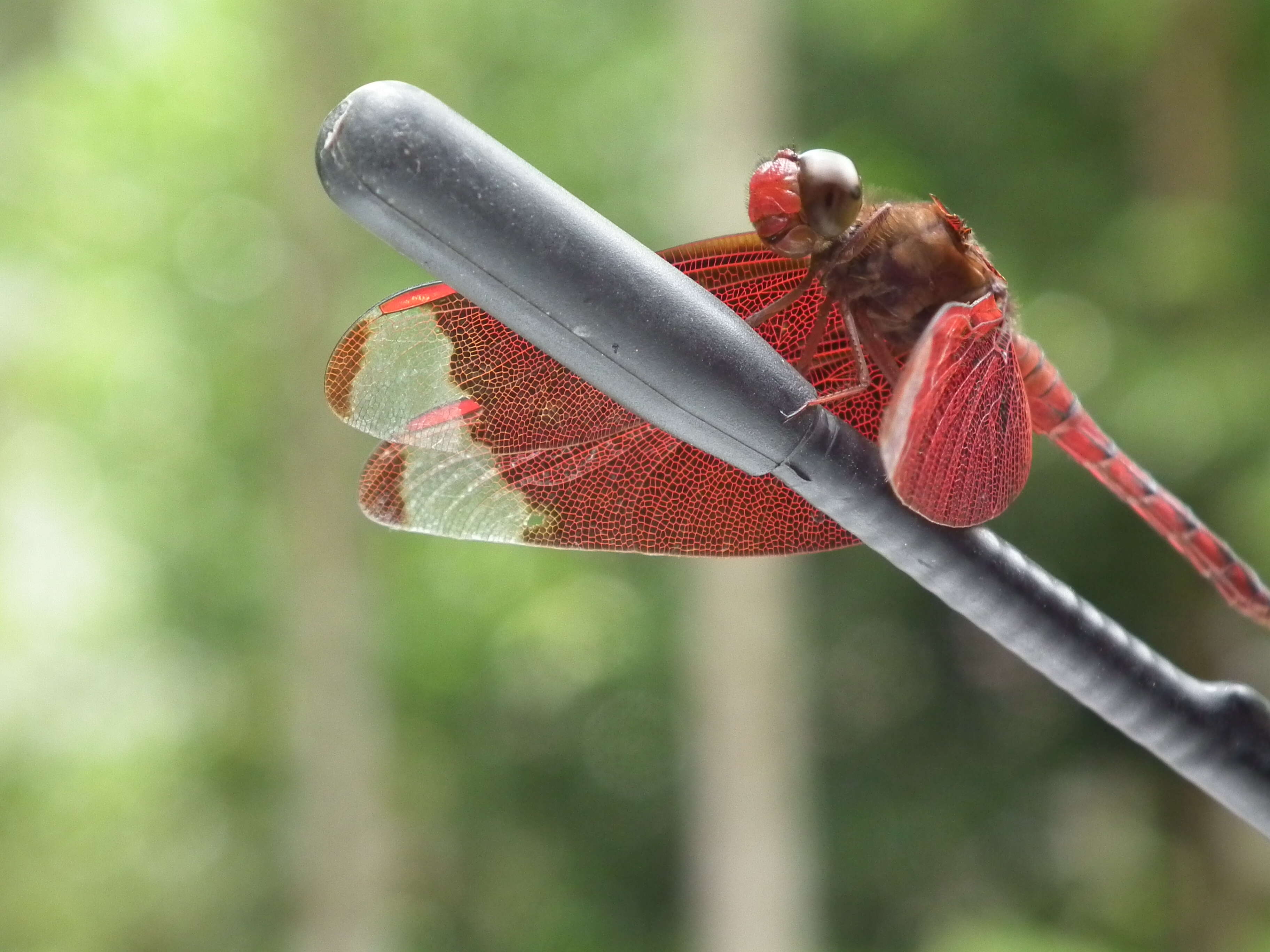 Image of Black Stream Glider