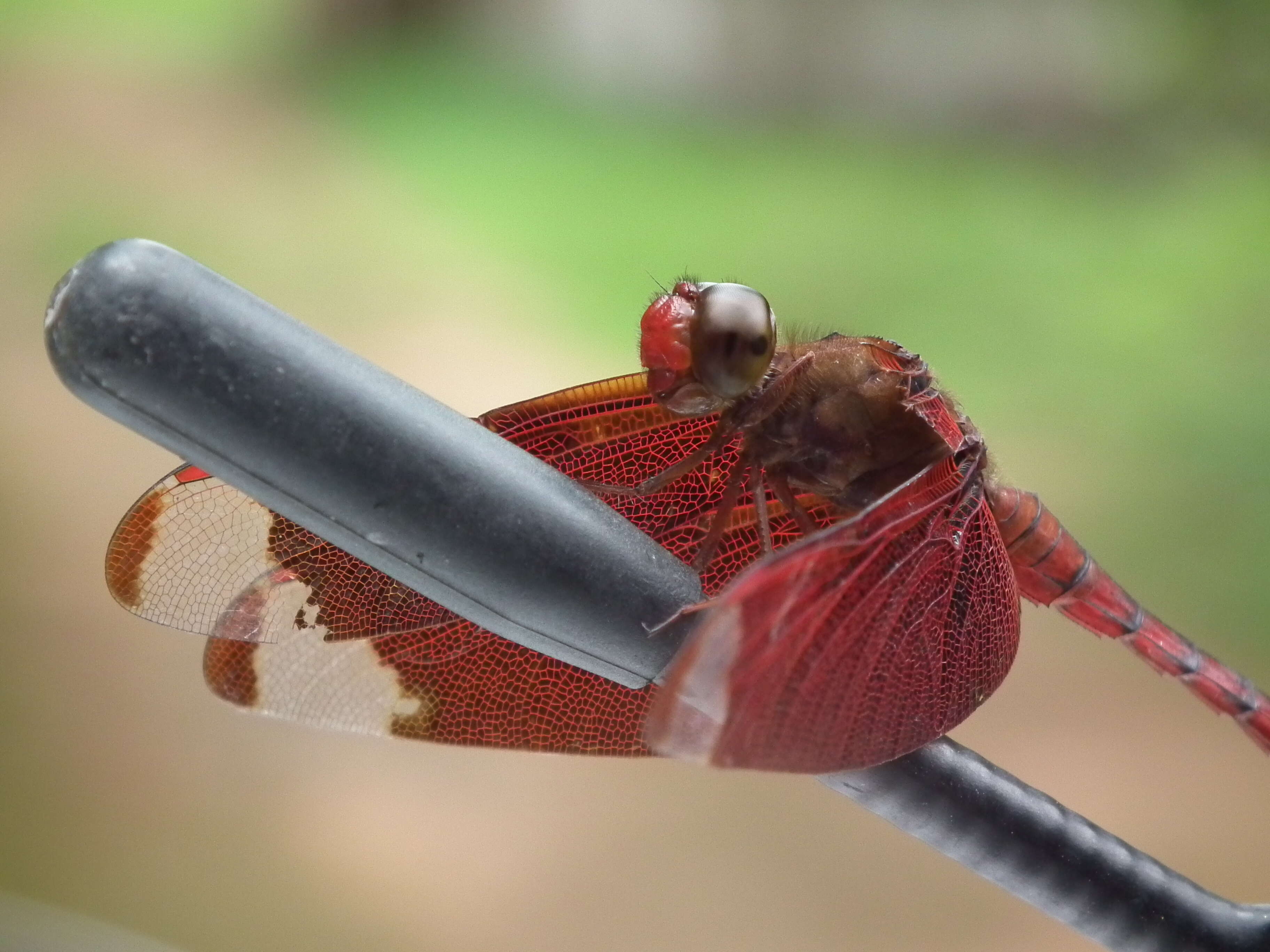 Image of Black Stream Glider