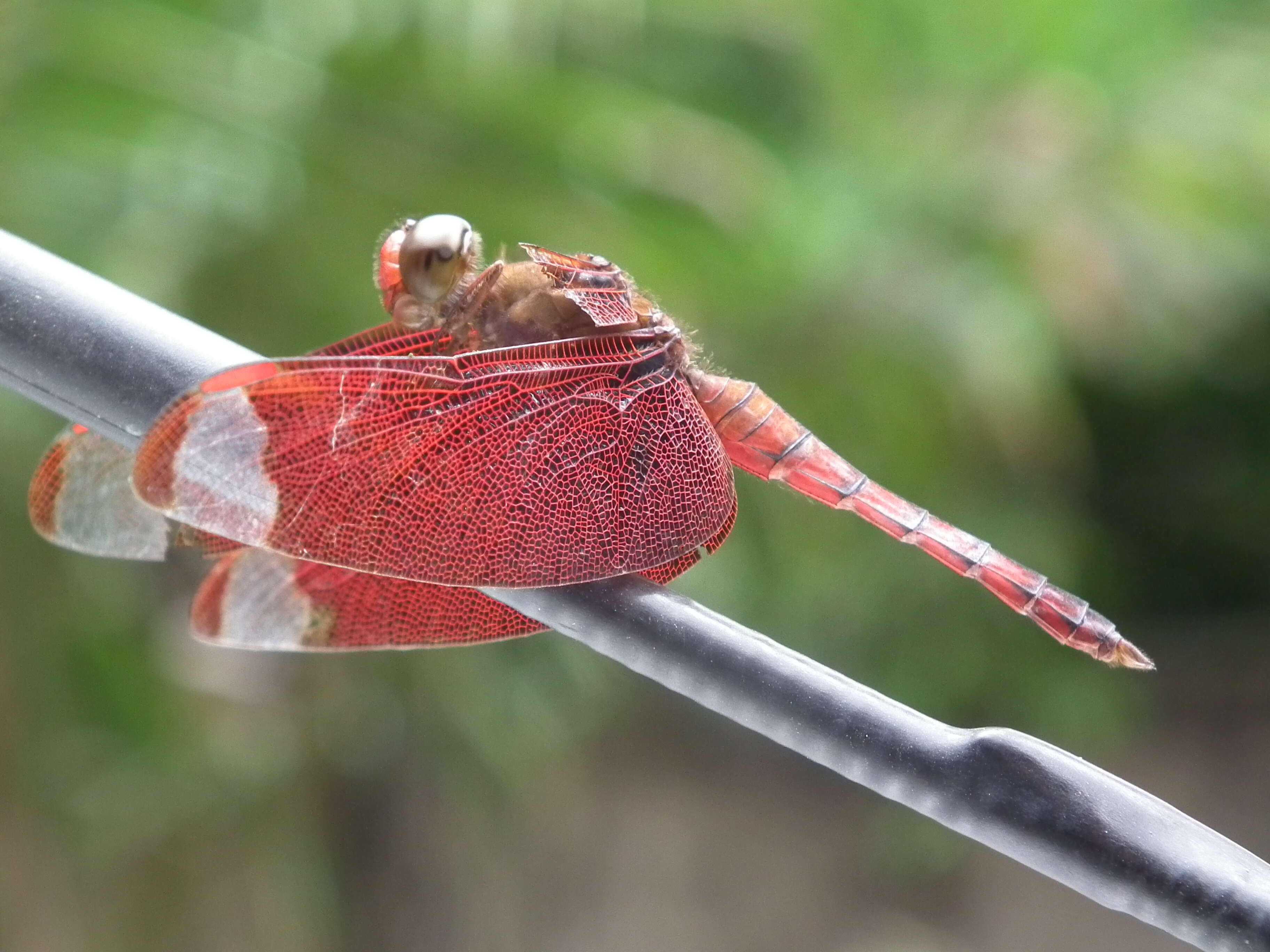 Image of Black Stream Glider