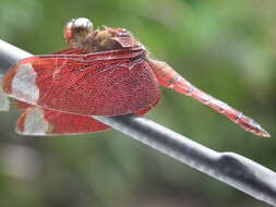 Image of Black Stream Glider