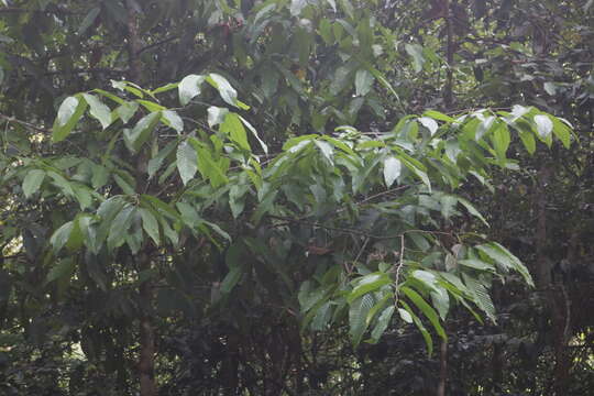 صورة Polyalthia fragrans (Dalzell) Hook. fil. & Thomson