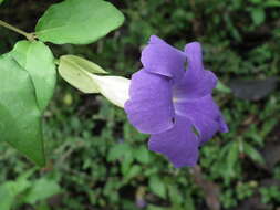 Image of bush clockvine