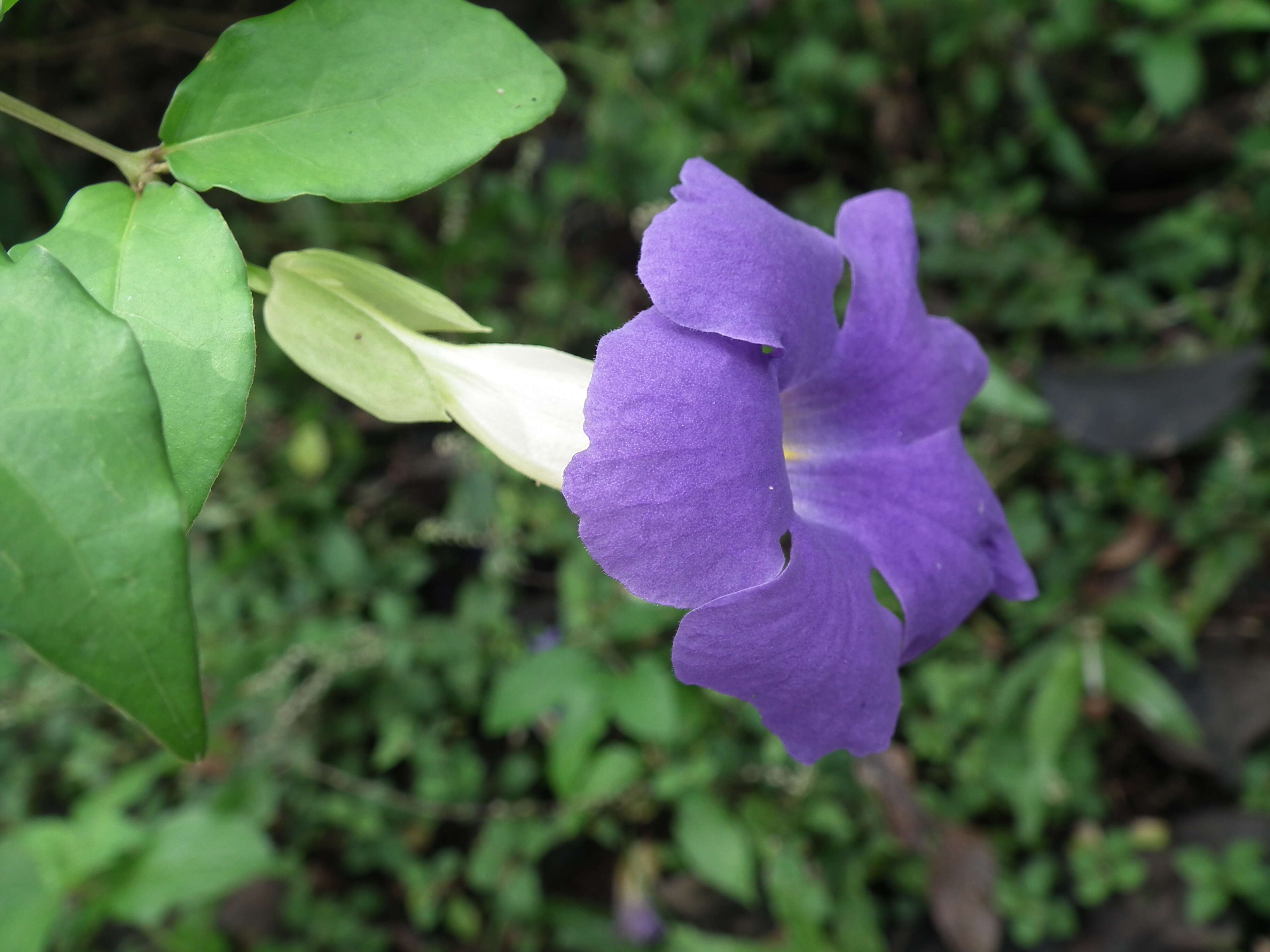 Image de Thunbergia erecta (Benth.) T. Anders.